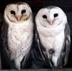 Animal - barn owl